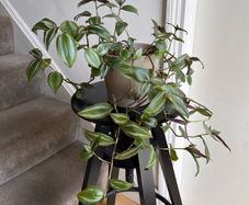tradescantia zebrina