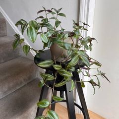 tradescantia zebrina