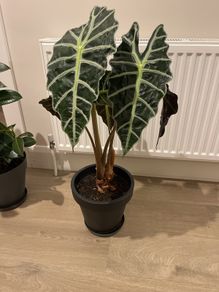 Alocasia Polly
