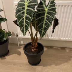 Alocasia Polly