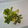 aquarium plants Image 7