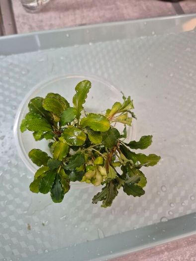 aquarium plants