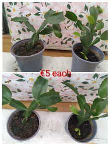 Christmas cactus