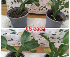 Christmas cactus