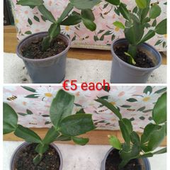 Christmas cactus