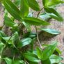 Plant / Houseplant  Tradescantia Fluminensis Green Hill Image 6