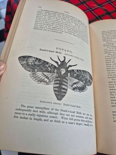 Injurious insects by Ormerod 16th report original Antique book