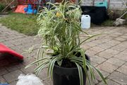 Mature spider plant