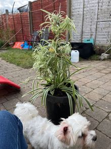 Mature spider plant