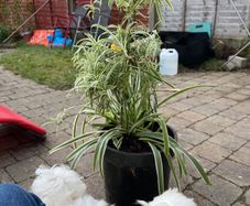 Mature spider plant