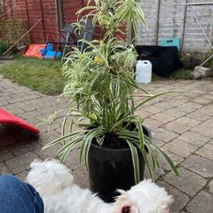Mature spider plant
