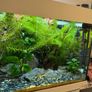Fish Tank Plants Image 2