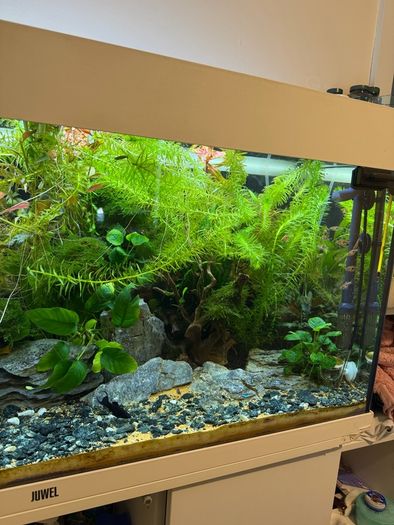 Fish Tank Plants