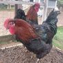Roosters Image 3