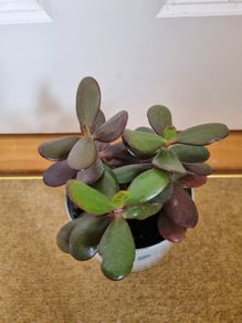 Jade plant