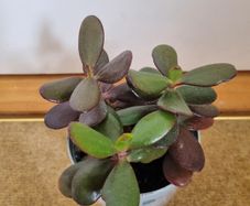 Jade plant