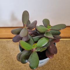 Jade plant