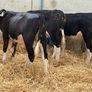 Hereford and Simmental Heifers Image 4