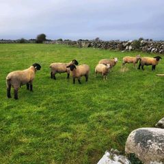 Pedigree Registered Suffolk ram lambs for  sale