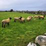 Pedigree Registered Suffolk ram lambs for  sale Image 3