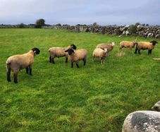 Pedigree Registered Suffolk ram lambs for  sale