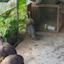 guinea fowl x 2 pairs Image 4