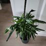 Dracaena Fragrans Golden Coast Image 3