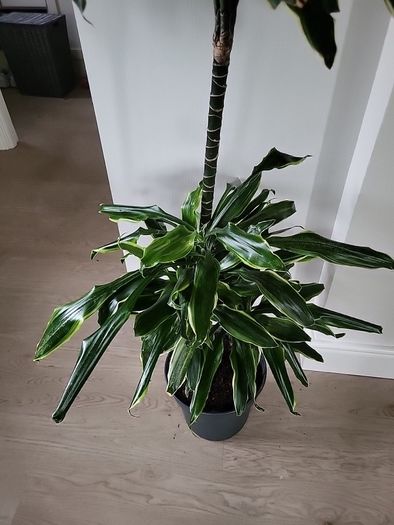 Dracaena Fragrans Golden Coast