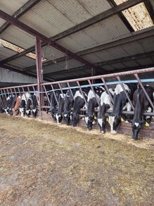 Friesian bulls