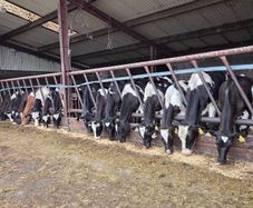 Friesian bulls