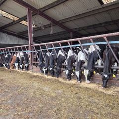 Friesian bulls