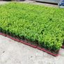 Box Hedging Image 8
