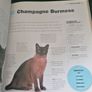 Cats: The Ultimate Cat Lover's Guide Image 4
