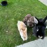 Baby Rabbits Image 5