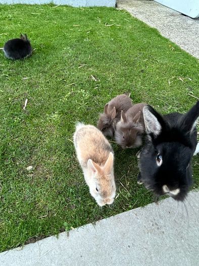 Baby Rabbits