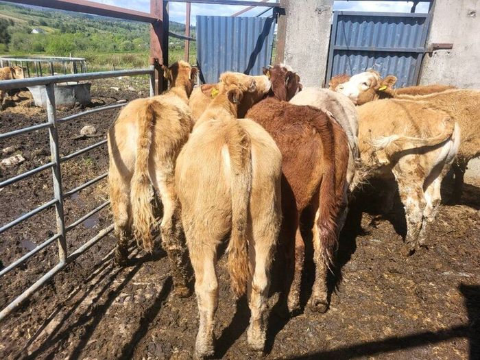 7 heifers