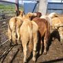 7 heifers Image 7