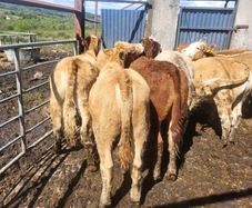 7 heifers