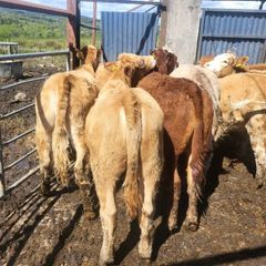 7 heifers
