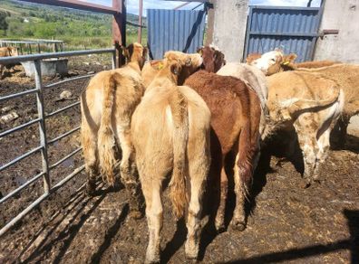 7 heifers