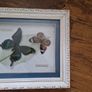 butterflies Image 3