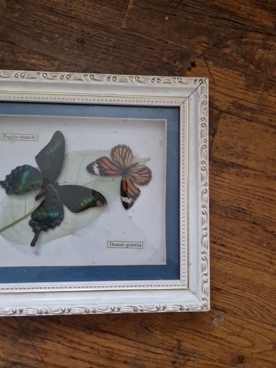 butterflies