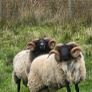 Blackface rams Image 8
