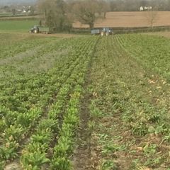 Fodder Beet