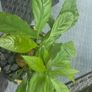AVOCADO(Indoor plant) Image 3