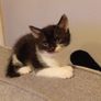 kittens Image 4