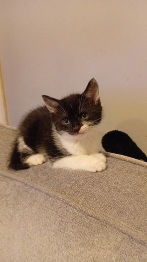 kittens