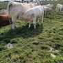 PBR Charolais bulls Image 8