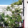 trees Image 6
