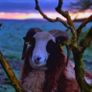 purebred jacob Ram Image 3